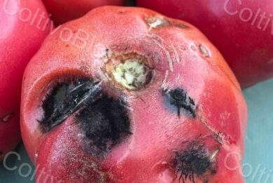 Advanced tomato anthracnose causing extensive areas of fruit rot