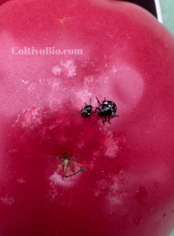 Southern green stink bug nymphs and feeding damage on tomato