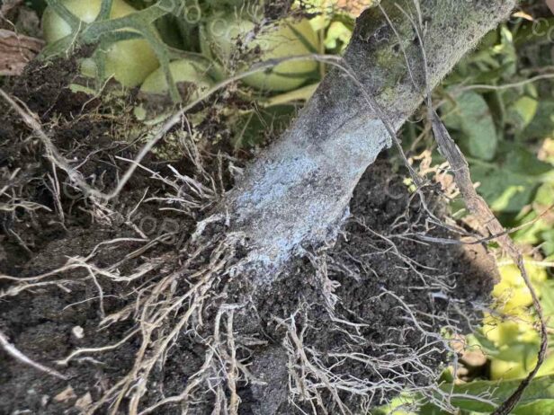 Tomato plant affected by southern blight. Note the white fungal mat.
