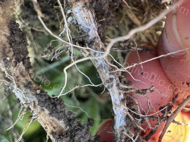 Close-up of the relatively large Sclerotium rolfsii hyphae, visible to the naked eye.
