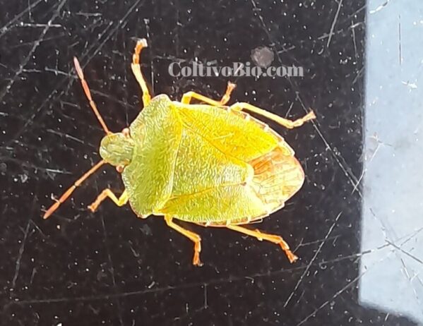 Adult southern green stink bug