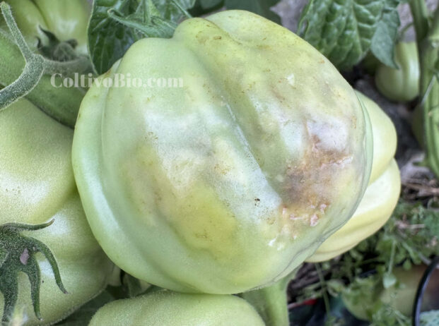 Southern green stink bug feeding damage on immature fruit