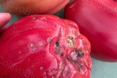 Early tomato anthracnose symptoms with sunken lesions and developing necrotic tissue