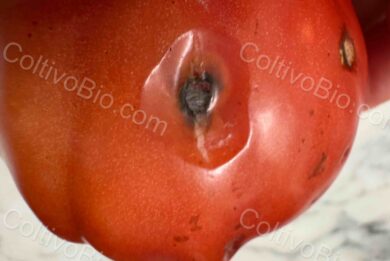 Early symptoms of tomato anthracnose with sunken, water-soaked lesions on ripe fruit